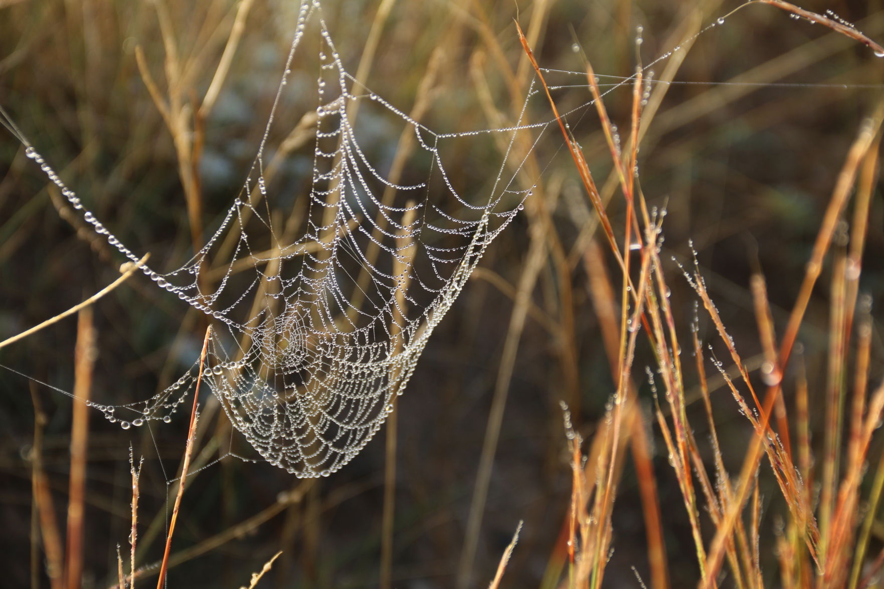 Sagging Web
